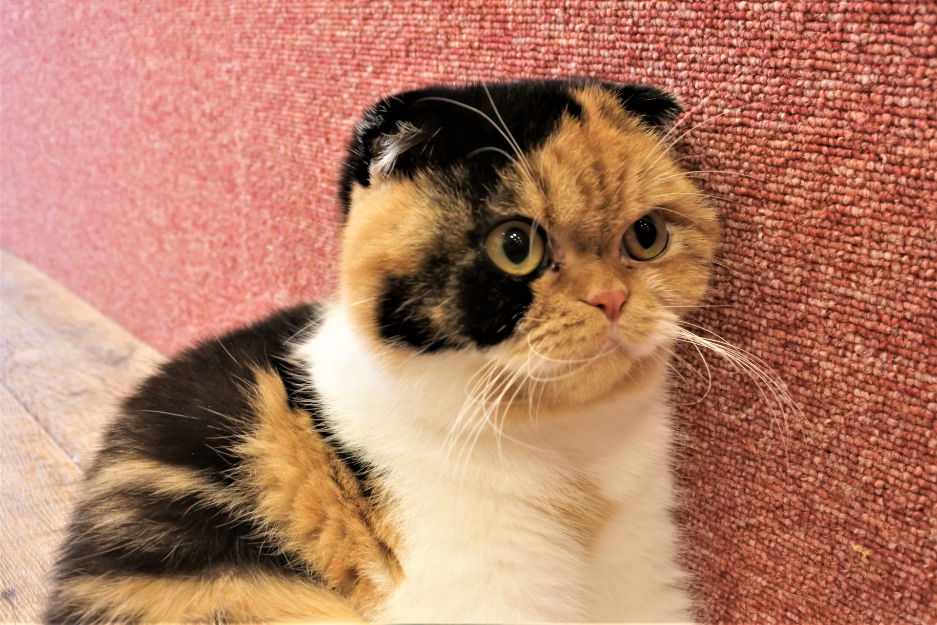 立ち耳のスコティッシュフォールドもいるって本当？ | ペットショップ